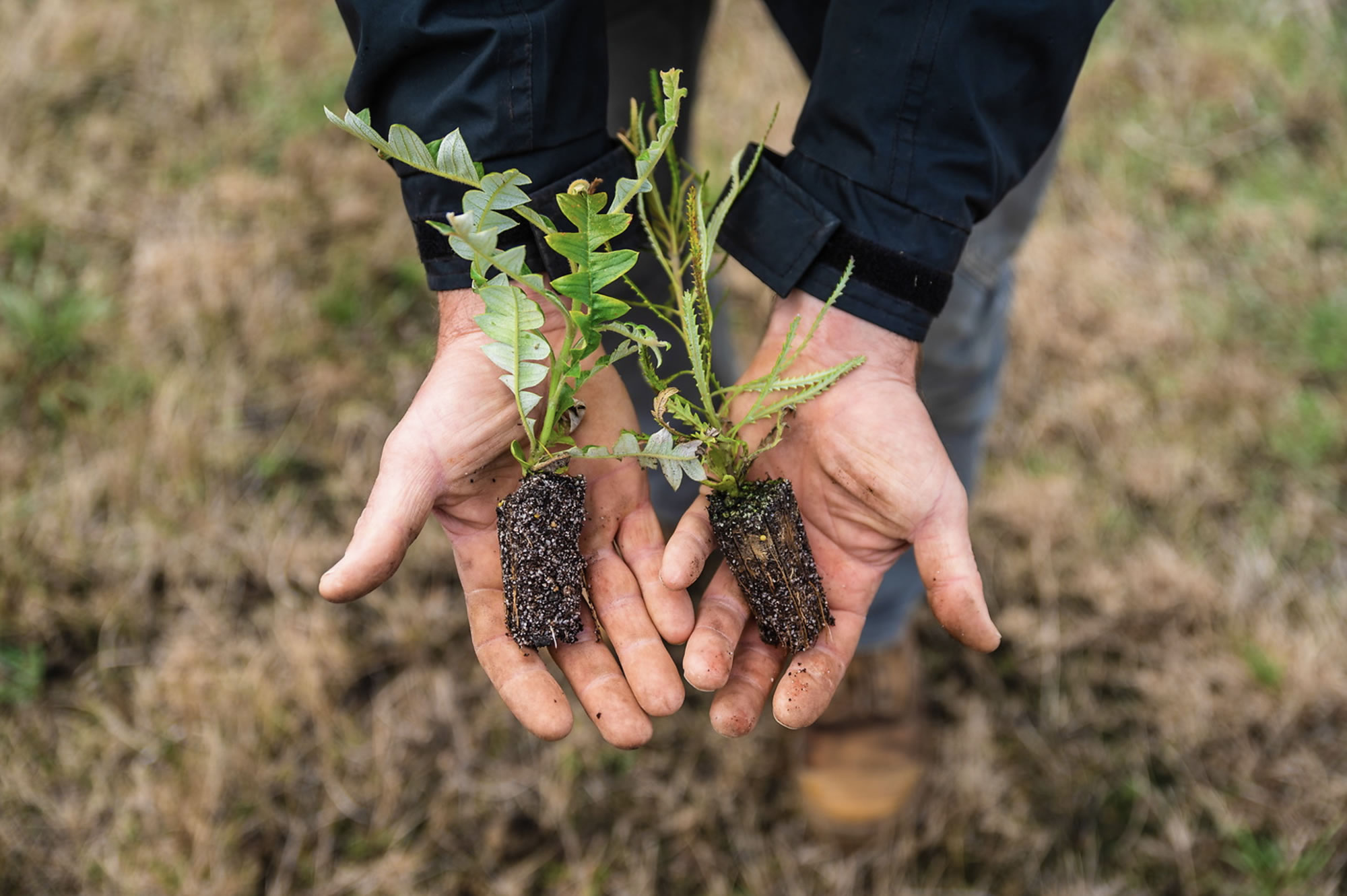 Man in a field holding two small trees that are about to be planted